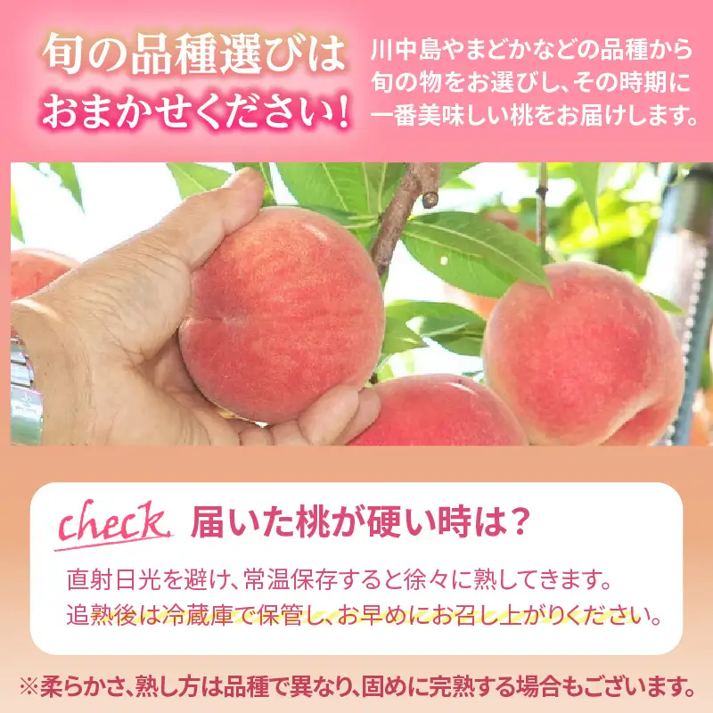 《先行受付》品種おまかせ 白桃 約5kg【丸秀以上】 （18～25玉）【2026年8月上旬頃～発送予定】 001-101