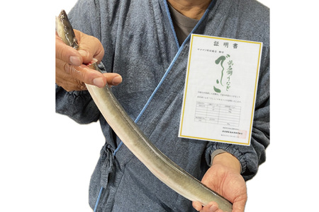 ブランド鰻【でしこ】 うなぎ 国産 静岡 太鰻 蒲焼 太串 110g 6串 計660g [ヤママツ村田商店 静岡県 吉田町 22424604-a]