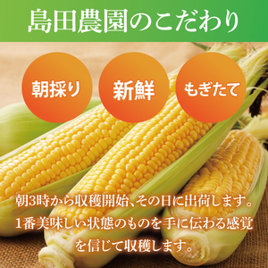 とうもろこし トウモロコシ 6本入 甘い フルーツコーン 朝採れ 茨城県産 阿見町 産地直送 限定 お取り寄せ 夏 春 旬 先行予約【2026年6月下旬より順次配送】（73-01）