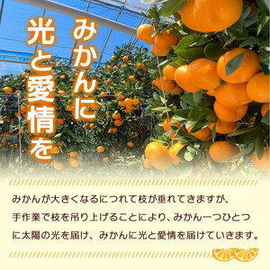 とろけるような完熟ハウスみかん1.3キロ＜7月1日～順次発送＞ドルチェみかん フルーツ 柑橘 果物 産直