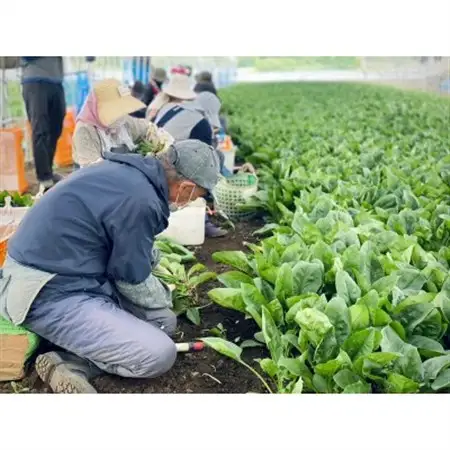 【スパイシー】(無添加)ほうれん草カレーペースト(1瓶　カレー5人前)　6本セット【1618210】