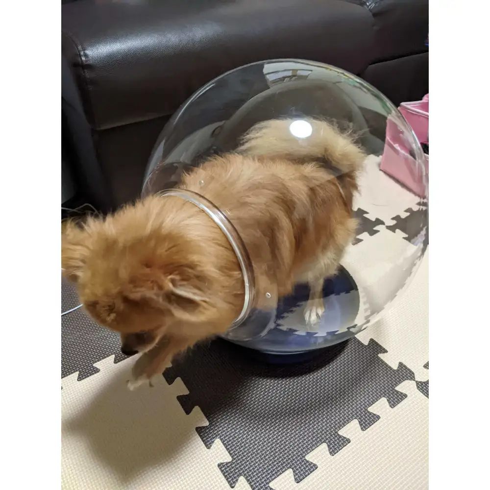 出入口ヨコ-町工場の猫好き社員が開発！犬・猫ちゃんの可愛い姿を見る為のペットの金魚鉢（アクリル樹脂）　埼玉県川越市