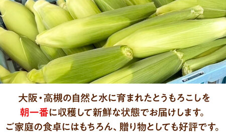 【6月以降発送予定】とうもろこし 食べ比べセット[AOCS030]