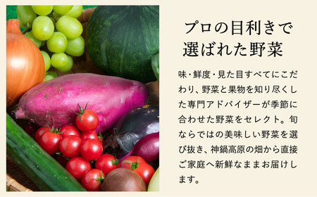 「高原の畑から直送」神鍋高原 季節の新鮮お野菜 詰め合わせセット 充実の5～10品｜ベジタブル＆フルーツアドバイザーがセレクト【兵庫県北部豊岡市にある「道の駅神鍋高原」からお届けします】