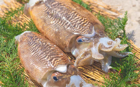 甲イカ一夜干し 5枚 [BGAW001] いか 干物