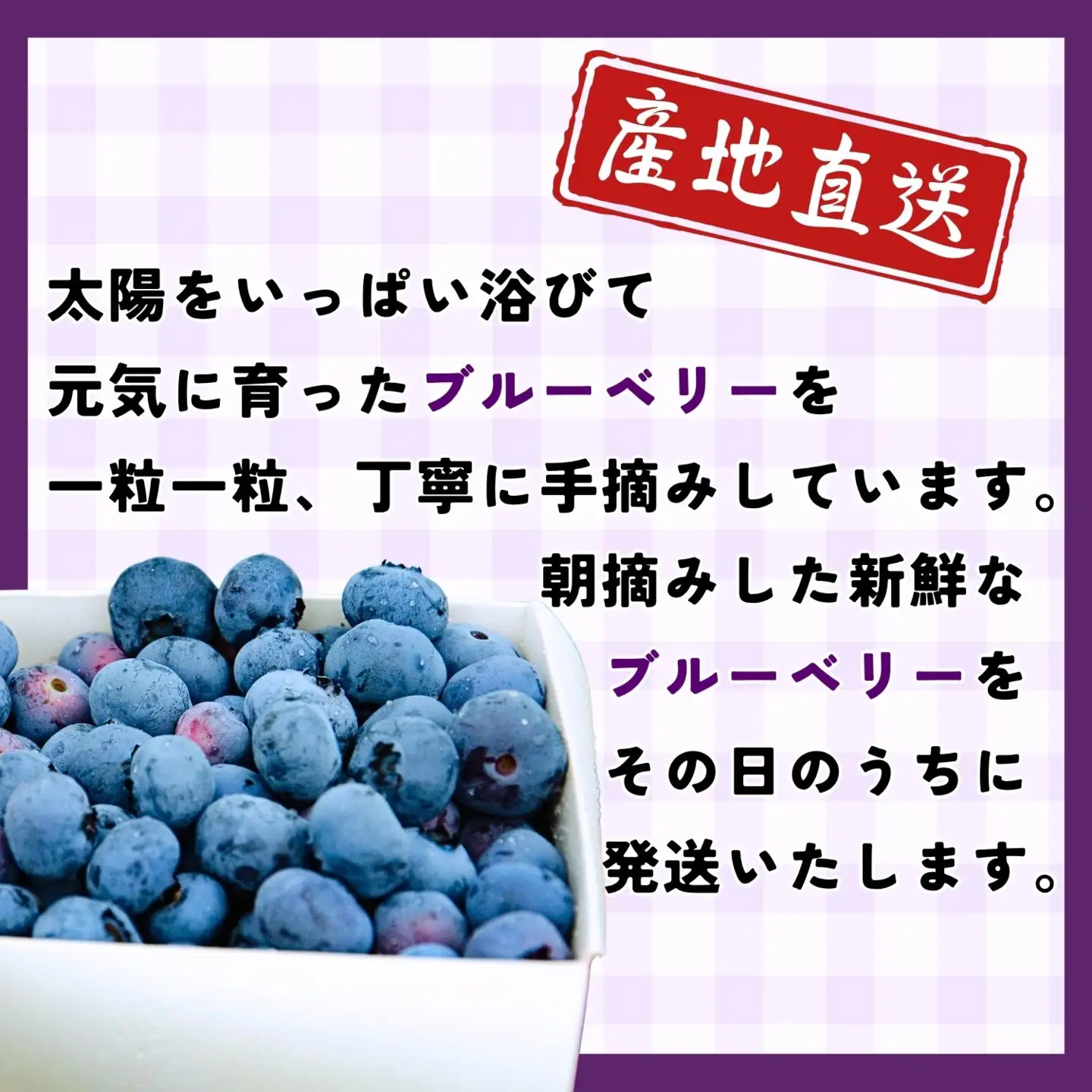 《生》ブルーベリー １kg 【2026年7月より発送 先行予約】 Br-002