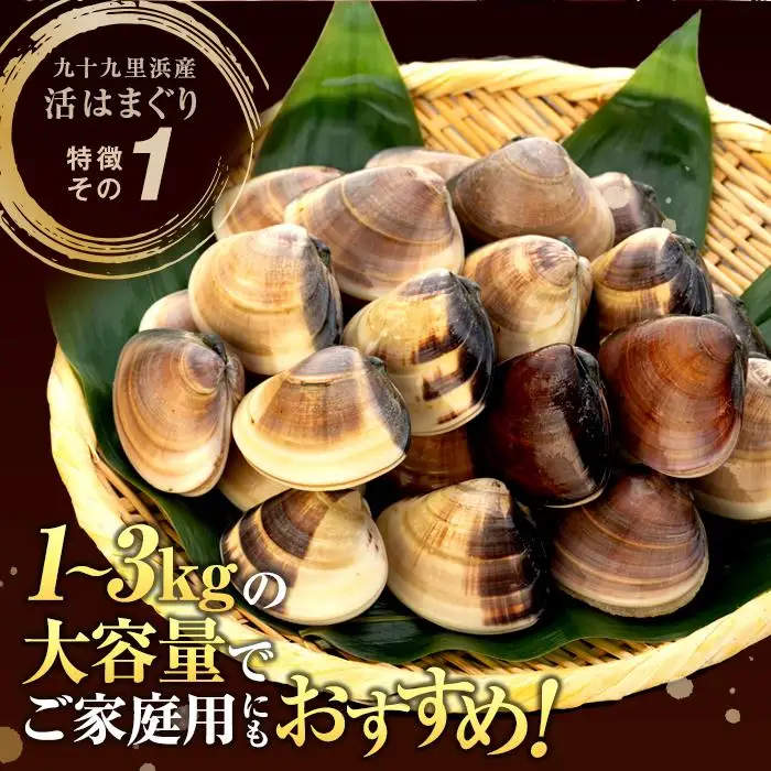 C01-E11 千葉県産活ハマグリ 1kg