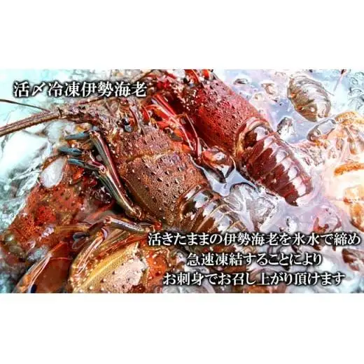 C01-B30 刺身用活〆冷凍伊勢海老 420g