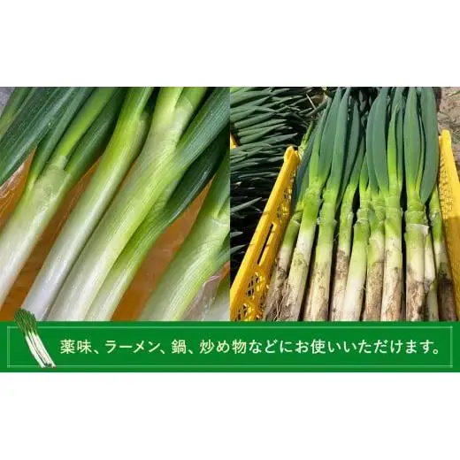 AD01-003 長生ねぎ（3kg）