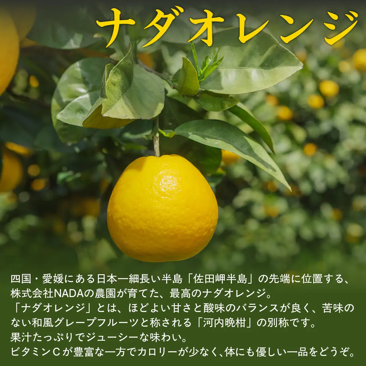 【農家直送】愛媛県産 ナダオレンジ 贈答用 4.5kg（2026年5月中旬より順次発送） IKTC012 