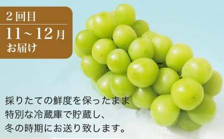 秋と冬のシャインマスカット2回定期便 約1kg × 2回 合計 約2kg ［小布施屋］ 令和8年産 【2026年10月～12月発送】［J-8］