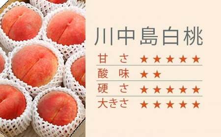 川中島白桃 約3kg 6～12玉 ［小布施屋］ 桃 白桃 もも モモ フルーツ 果物 令和8年産 【2026年8月下旬～9月上旬発送】［A-6］