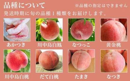 季節の桃 約2kg 5～9玉［ おぶせファーマーズ ］桃 もも モモ ピーチ フルーツ 果物 たまき なつき あかつき 川中島白鳳 なつっこ 川中島白桃 黄金桃 だて白桃 先行予約 長野県産 信州産 クール便 冷蔵便 お取り寄せ 産地直送 数量限定 産地 直送 令和8年産【2026年7月中旬～9月中旬発送】［F-61］