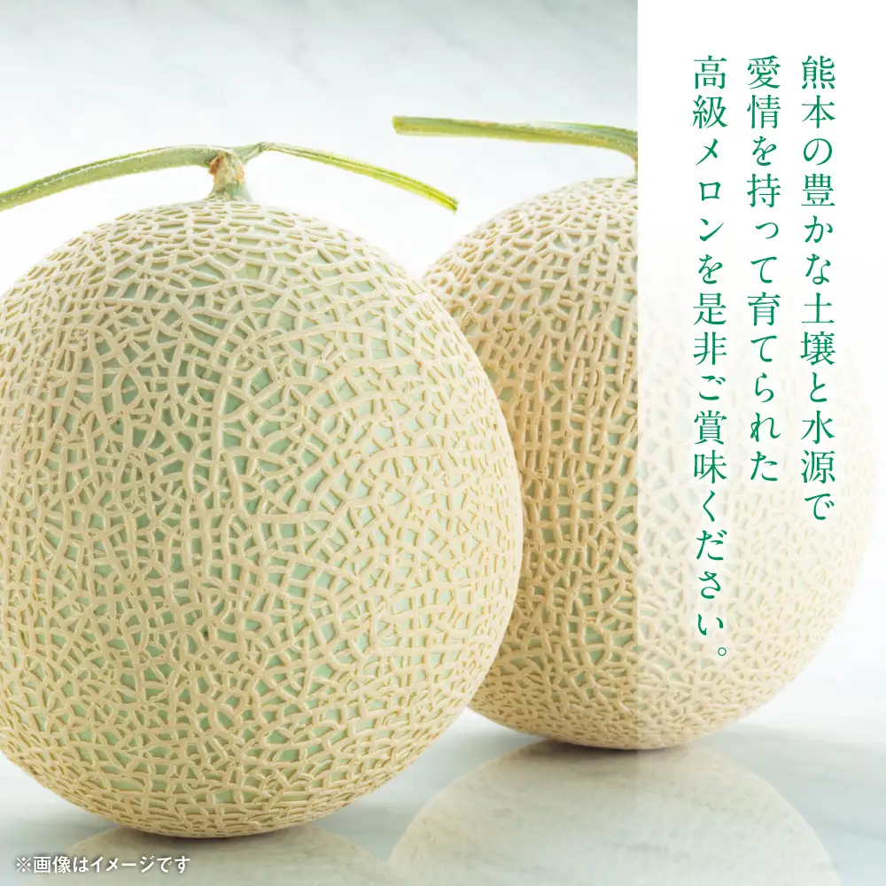 【先行予約】 八代市産 肥後グリーン 1玉 （約1.3kg以上） 熊本 メロン 果物 くだもの フルーツ 青肉メロン 青肉 【2026年6月中旬より順次発送】