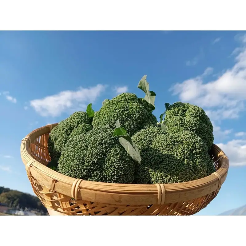 【旬の野菜定期便】イチゴやヤサイ 全5種  旬野菜
