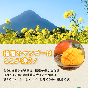 【2026年 発送】完熟 マンゴー 2玉 約1kg 花立山農業研究所 IB135-001 マンゴー フルーツ 果物