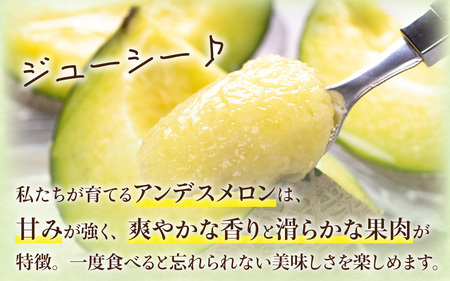 【先行予約】【訳あり】立体栽培の甘味凝縮アンデスメロン [A-180001] 【2026年6月下旬発送予定】【福井市三里浜砂丘地産】2L～５Lサイズ　2～3玉入り　約3Kg以上 / メロン アンデス めろん フルーツ 果肉 スイーツ 旬 福井 ふくい