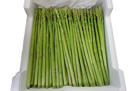 【2026年発送】夏どりアスパラ（M～Lサイズ・約1.5kg）_H052(R8)