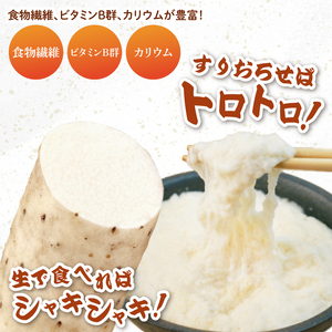 【2025年12月より順次発送】風間商店さんのながいも 約2kg(6～7本)｜ながいも いも 芋 長芋 野菜 やさい 人気 美容 健康 腸活 味噌汁 天ぷら 茨城県 行方市 行方市産(HO-1)