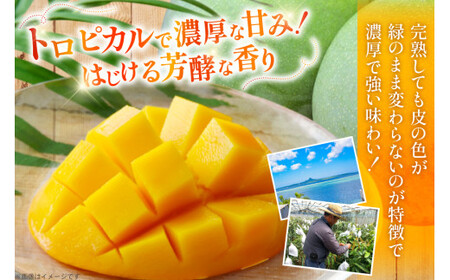 マンゴー 秀品 キーツ マンゴー 約 2kg (2〜3玉) 【期間限定発送】 [伊江村マンゴー部会 沖縄県 伊江村 ie47bde320009] 