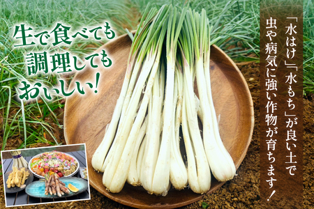 【期間限定発送】島らっきょう 約 2kg [畑シンカ 沖縄県 伊江村 ie47bde250002]