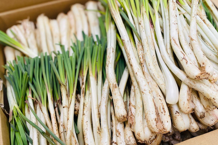 らっきょう 島らっきょうの甘酢漬け 100g 10個 [NOGUS 沖縄県 伊江村 ie47bde420001]