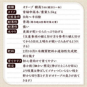 植木　オリーブ1m