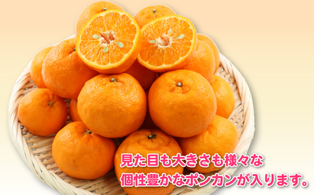 ポンカン 8kg 訳あり ぽんかん 杉本屋 先行予約 B015-143020