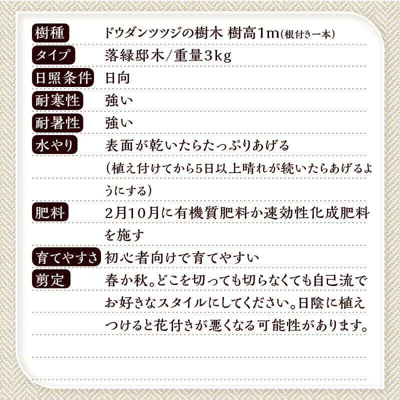 植木　ドウダンツツジ　1ｍ