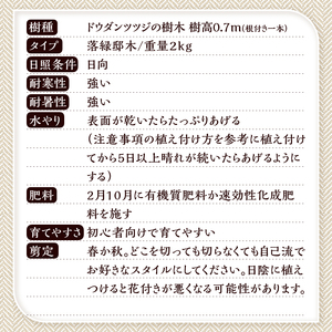 植木　ドウダンツツジ　0.7ｍ