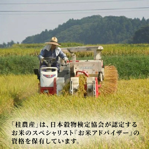 ＼特A獲得／ ふくまる 5kg 令和7年産  スピード出荷 最短3～7営業日出荷 米 茨城県 中央産 桂農産 コシヒカリ 大粒 2026年 食味ランキング 最高評価 精米 産地直送 (AX006)