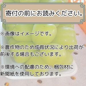 雄宝 約1.8kg＜9月中旬より発送開始＞