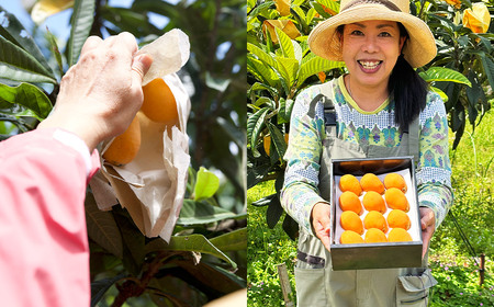 【訳あり】長崎産 茂木びわ「なつたより」2L（12粒入り）【2026年5月上旬～6月下旬迄発送予定】 ／ びわ 枇杷 果物 フルーツ 食品 九州 訳アリ わけあり 理由あり 長崎県 長崎市 常温