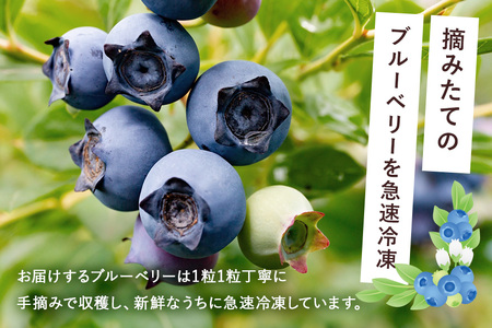 【 2026年 先行予約 】元気に育った ブルーベリー 1kg 冷凍 ( 500g 4パック ) 農薬 栽培期間中 不使用 果物 フルーツ 1キロ 手摘み 急速冷凍 国産 産地直送 農家直送 産直 夏 7月 以降 発送 くだもの スムージー ジャム ヨーグルト デザート 茨城 茨城県 石岡市 (A11-008)