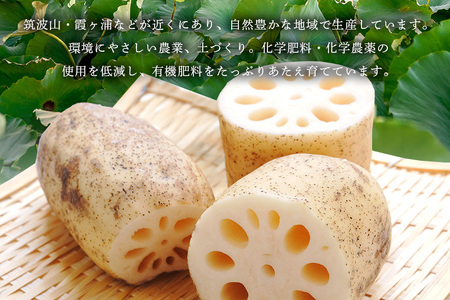 れんこん 1kg (サイズいろいろ) 蓮根 レンコン 国産 野菜 旬 根菜 料理 産地直送 産直 送料無料 いばらきみどり認定取得 (A23-002)