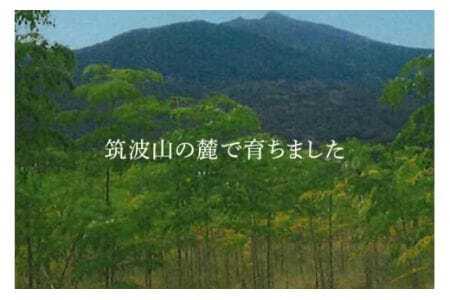 モリンガ茶 ティーパック 30個入り ノンカフェイン ハーブティー 健康茶 美容茶 天然素材 植物茶 国産 茨城県産 常温便 リラックスティー カフェインレス 飲みやすい 自然派 茨城県 石岡市 (E03-002)