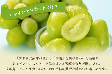 【 2026年 先行予約 】 シャインマスカット1.2kg 石田ぶどう園 2～3房 種なし ぶどう ブドウ 国産 果物 くだもの 大粒 葡萄 種無し フルーツ 1.2キロ 1kg 以上 9月 10月 発送 秋 旬 品種 茨城県産 産地直送 産直 農家直送 冷蔵 茨城県 石岡市 (A02-007)
