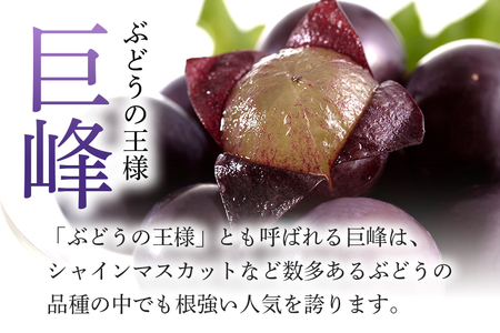 【 2026年 先行予約 】 「加温ハウス栽培」 巨峰 3kg（ 種あり ） 久家ぶどう園 2房 ぶどう ブドウ 有機 肥料 ハウス 栽培 国産 果物 くだもの 葡萄 フルーツ 3キロ 夏 旬 品種 茨城県産 産地直送 産直 農家直送 冷蔵 茨城県 石岡市 (A04-007)