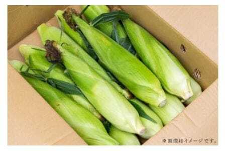 トウモロコシ 5kg とうもろこし わくわくコーン 白 黄 夏野菜 夏 旬 常温便 国産 茨城県産 野菜 グリーン ベジタブル 茹で 焼き 調理用 家庭用 業務用 農園直送 産地直送 茨城県 石岡市 (A33-003)