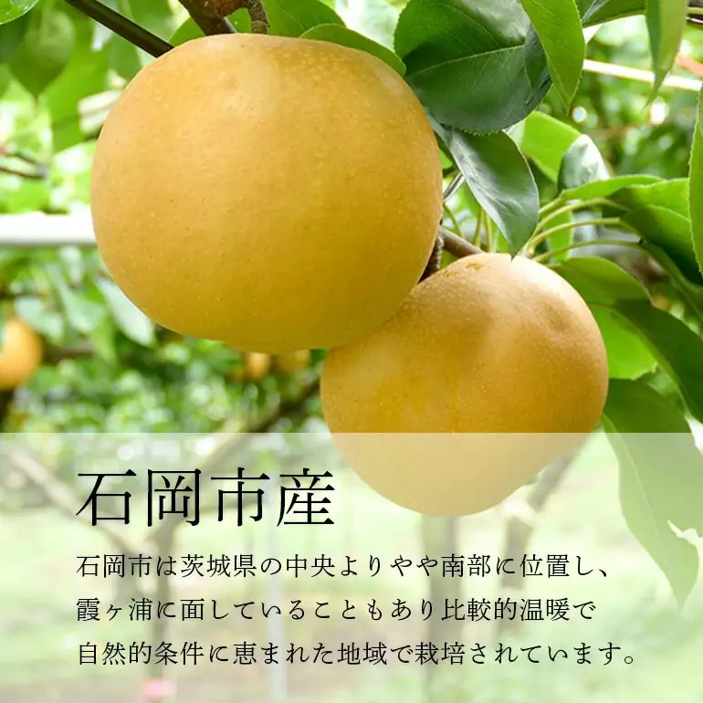 秋月梨 箱込約 5kg（JA新ひたち野）梨 約 8玉 ～12玉 (B01-002)