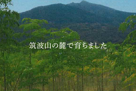 モリンガ抹茶40g (E03-003)
