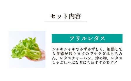 3種のレタス 各500g×2パック×12回 定期便 | レタス