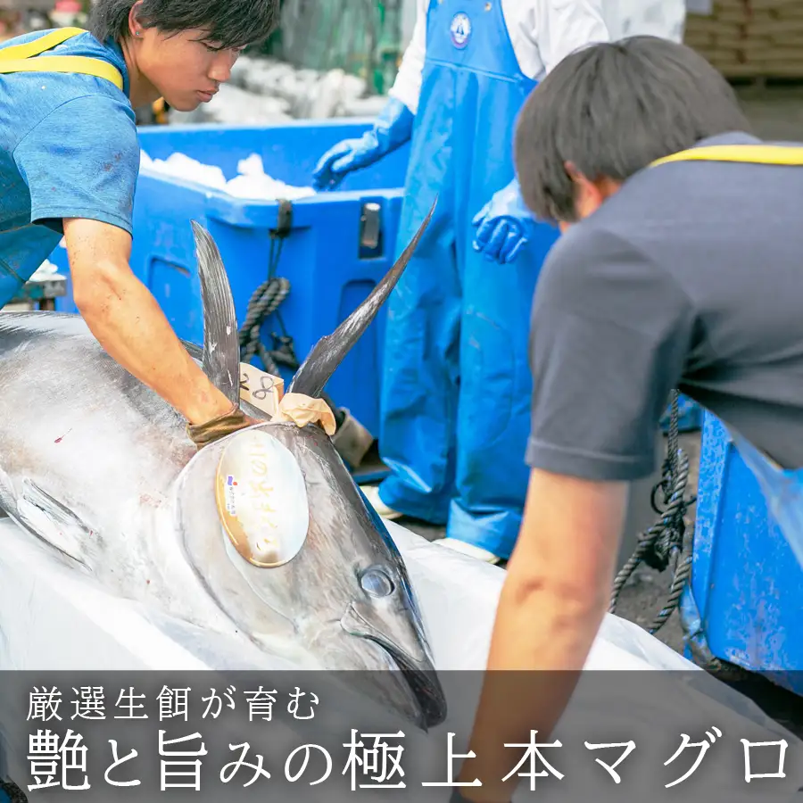 国産 養殖本マグロ3種盛 大トロ 中トロ 赤身 600g 刺身用 冷凍 柵 ギフト 贈答 産地直送