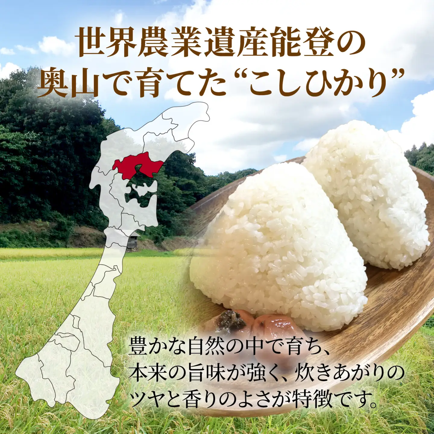 【先行予約】奥能登 穴水産 こしひかり 5kg  / コシヒカリ お米