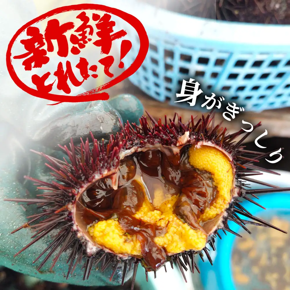 fn-72-037 三陸釜石・漁師直送 生うに 150g×2本 【5月中旬から7月頃期間限定 お届け便】 両石港 隆丸