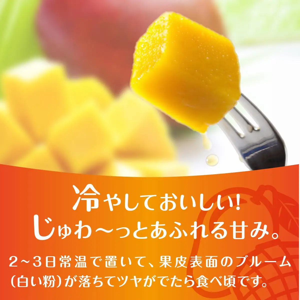 (2026年発送・先行予約)【マンゴーfarm新】 沖縄県南城市産マンゴー化粧箱2kg   