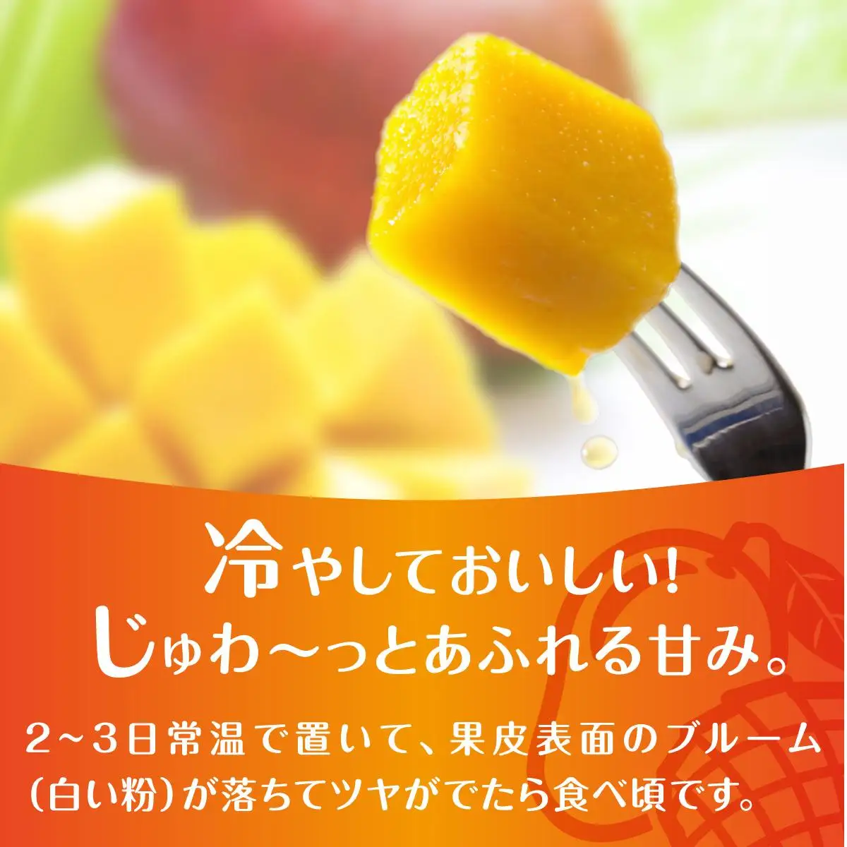 (2026年発送・先行予約)【マンゴーfarm新】 沖縄県南城市産マンゴー白箱2kg   