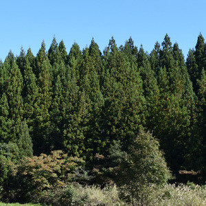 杉の無垢材四方背割り　鍋敷き　コースター 杉 スギ なべしき 国産 木材 (AT004)