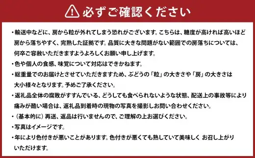 クイーンニーナ 2～3房 計約1.1kg 【2026年9月上旬～10月下旬発送予定】 ／ 葡萄 ブドウ 種無し 種なし