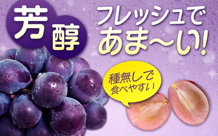 【期間限定/8月下旬〜9月上旬頃発送】 沼隈ぶどう「ピオーネ」 約2kg×3 12から15房（種なし） [BAEV007] ぶどう